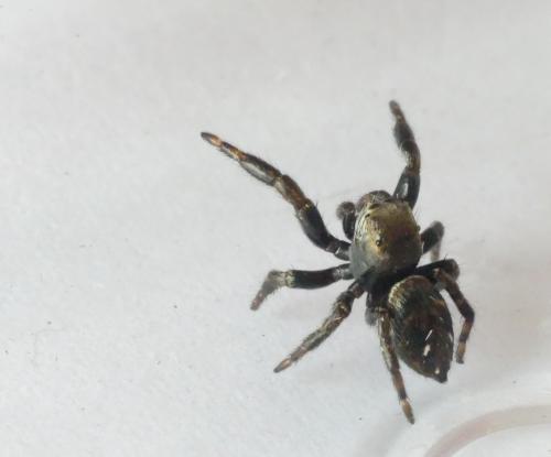 Evarcha arcuata